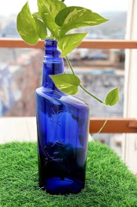 Lusty soul Blue Plant Bottle\ Home Decorative Money Plant Bottle for Indoor Decoration Decorative Bottle