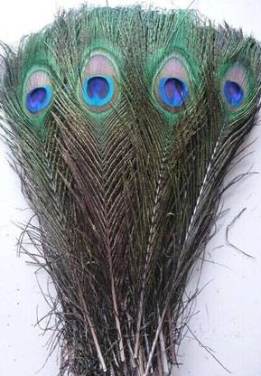 radhey collection Pack of 3 Decorative Feathers