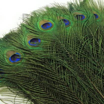 Rajmart Global Pack of 20 Decorative Feathers