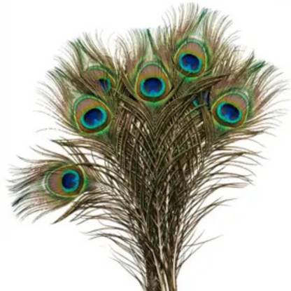mangla handicraftaza Pack of 20 Decorative Feathers
