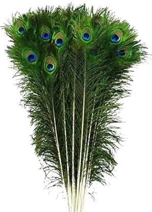 mangla handicraftaza Pack of 10 Decorative Feathers