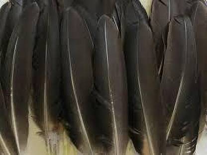 Mighty Pack of 10 Decorative Feathers