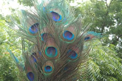 MUTHA Pack of 5 Decorative Feathers