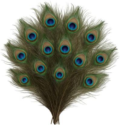 Rajmart Global Pack of 12 Decorative Feathers