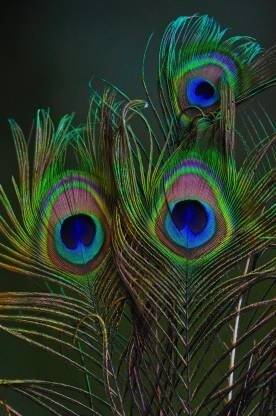 PARNAIRA Pack of 12 Decorative Feathers