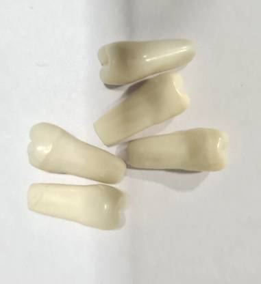 PRAKDENT Dental Teeth Molar Shade Of Teeth 45 Set of 5pc Dental Elevator