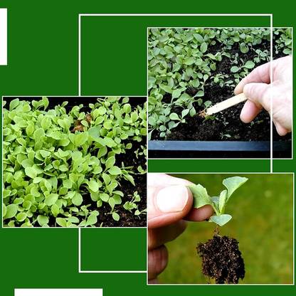 GROCERYONTHEGO Vegetable Seeds 30 Varieties_150gm Breadfruit Seeds