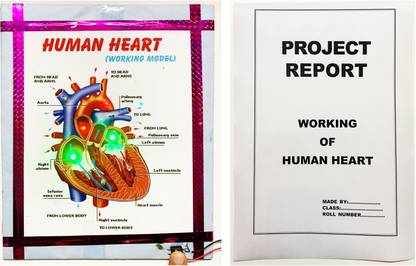 ONTEX ELECTRONICS Human Heart Working Model and Project for Biology with Printed Report Educational Electronic Hobby Kit