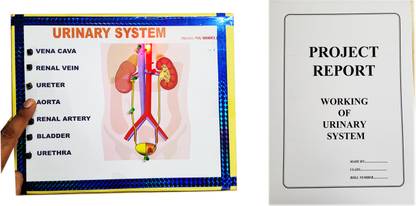 ONTEX ELECTRONICS Urinary System Biology Working Model Educational Science Project with Report Educational Electronic Hobby Kit