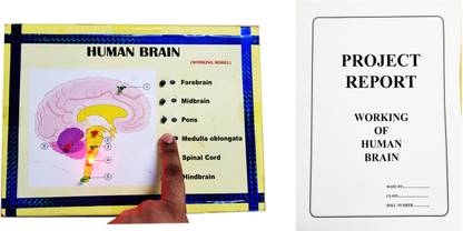ONTEX ELECTRONICS Human Brain Biology Working Model Educational Science Project with Report Educational Electronic Hobby Kit