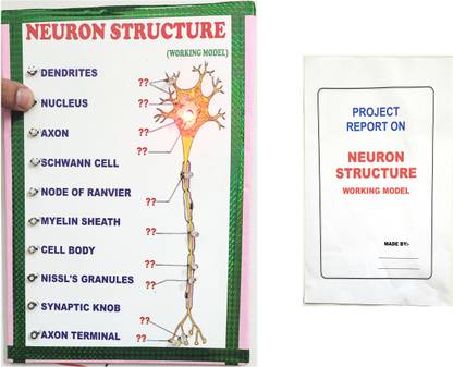 ONTEX ELCTRONICS Neuron Structure Science Working Model and Project with Report Educational Electronic Hobby Kit