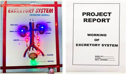 ONTEX ELECTRONICS Excretory System Biology Working Model and Project (Report Included) Educational Electronic Hobby Kit