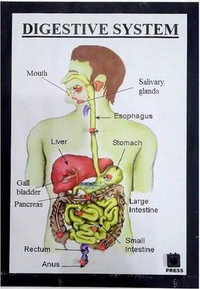 MELODY's Digestive System Working Model Science Project Educational Electronic Hobby Kit