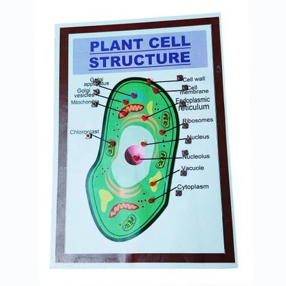 MELODY's Plant Cell Structure- Biology Working Science Model for School. Educational Electronic Hobby Kit