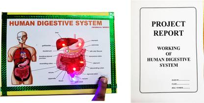ONTEX ELECTRONICS Digestive System Biology Working Model Educational Science Project with Report Educational Electronic Hobby Kit