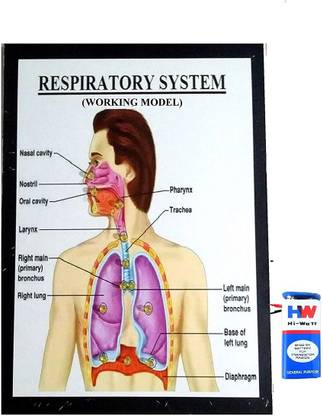 MELODY's Respiratory System Working Model Science Project Educational Electronic Hobby Kit