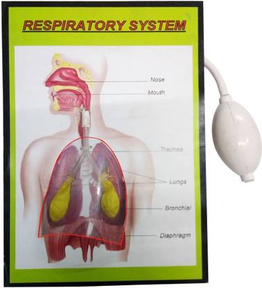 MELODY's Respiratory System Using Baloon Physics Science Working Model-Project Educational Electronic Hobby Kit
