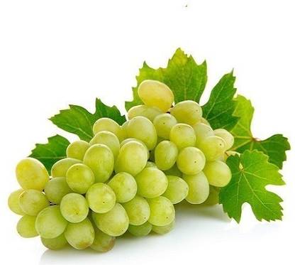 Grapes Thompson