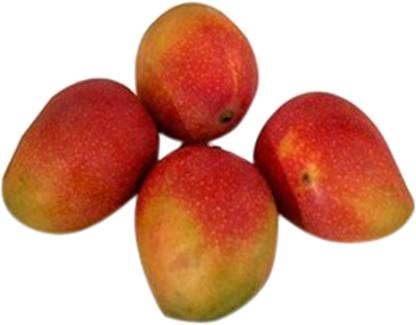 Mango Suvarnarekha