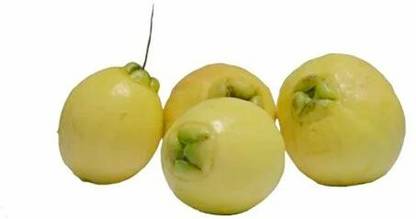 Paneer Fruit