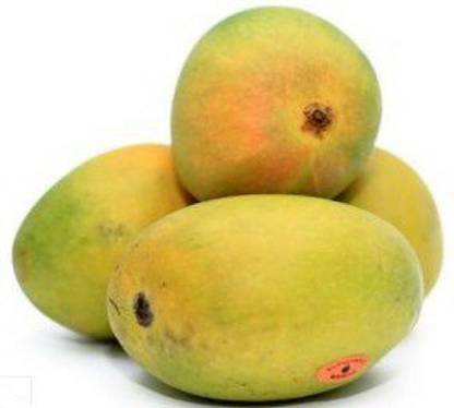 Ratnagiri Alphonso Mango