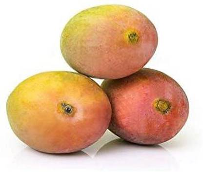 Mango Sindhura
