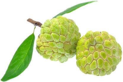 Custard Apple