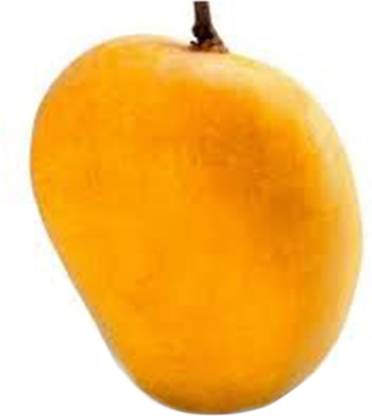 Ratnagiri Alphonso Mango