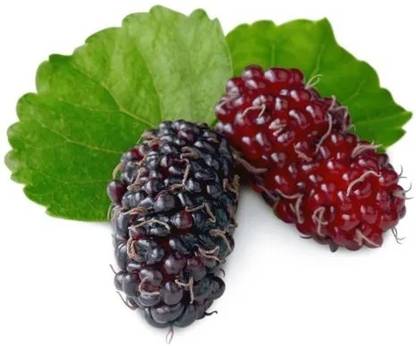 Mulberry