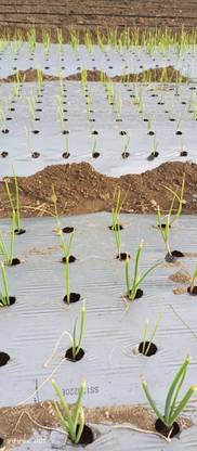 Lokesh 25 Mic with Hole Onion/Black 4 feet ×400m - 4 inch×4 inch×10 line 50 METER Garden Mulch