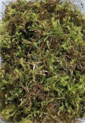NAKSH CREATION NIKHAT Dry Moss for Orchid Plant Soil 250g Garden Mulch