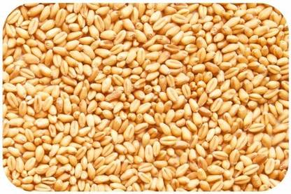 SR Esharwal MP Sharbati Wheat Fresh from Farms - 5kg | Gehu | Sortex Clean Whole Wheat