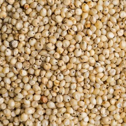 nivriti Organic Raw jowar Seeds | sorghum Beej | sorghum jowar Grain |400g Barley