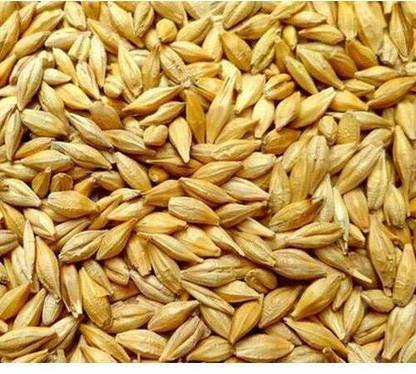 STOKIYA STOKIYA F1 HYBRIDE VARIETY Barley (JAU )Grain & ( BARELY ) jau Ka Bheej 5KG Seed