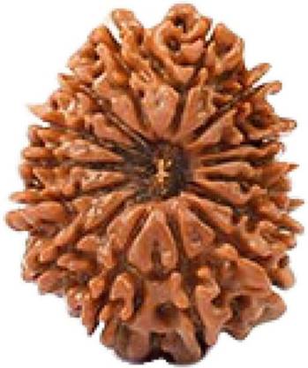 TechTack Mukhi Rudraksha(Face) Original Nepal Beads by Lab Certified Hair Accessory Set