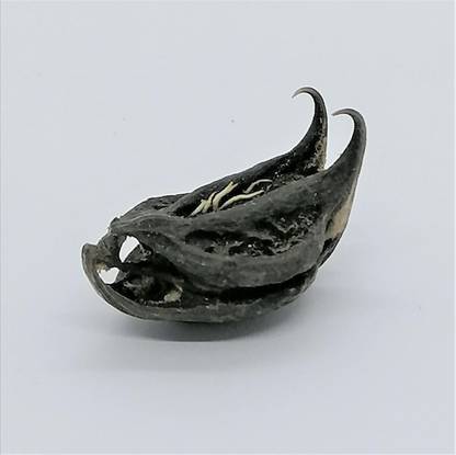 SS520 Bat Head Roots 31 Pc.Devil Evil Pods Vampire Telugundi Singadas Kaknasa Martynia