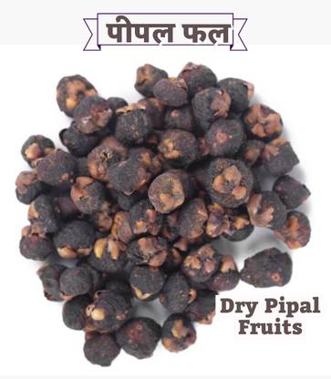 SS520 Pipal Phal - Peepal Fal - Pipal Fruit - Ficus religiosa