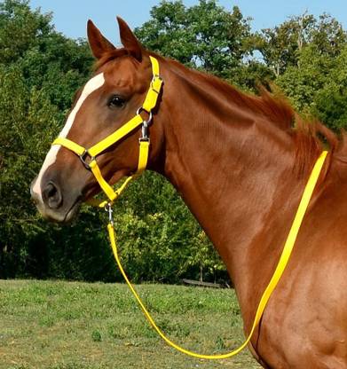 BLESSING PET PRODUCT Halter Horse Bridle