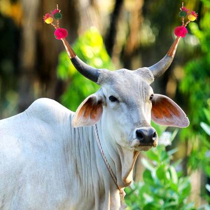 AAGAAZ shingodi Horse Head Bumper