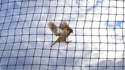 Netcro 6 X 8 Ft Anti Bird Net/Pigeon Net For Balcony/Bird Contro/ Insect Net