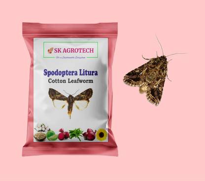 S K Agrotech Spodoptera littoralis - cotton leaf worm pheromone lure
