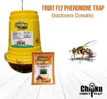 Chipku GLASS TRAP WITH FRUIT FLY TRAP PACK OF 25