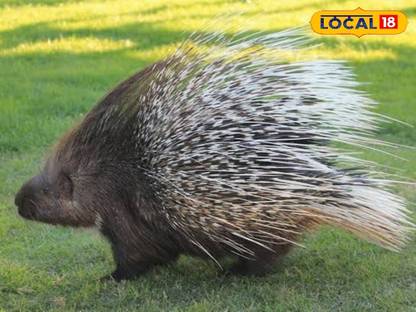 RKPL Glass Mixing Bowl Glass Mixing Bowl, Container Microwave Oven Safe 2300 ml, Clear,(Pack of 1) Disposable