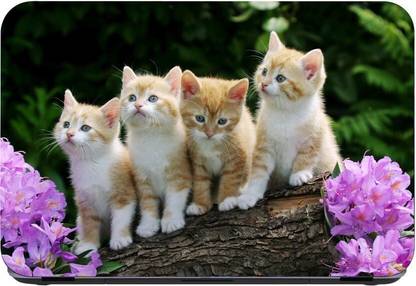 Flipkart SmartBuy cute kittens 3m or avery imported vinyl woith lamination Laptop Decal 15.6