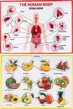 moreyaji Wooden Puzzle Human Internal Organs and Fruits For Kids Age 3 & Above with knobs