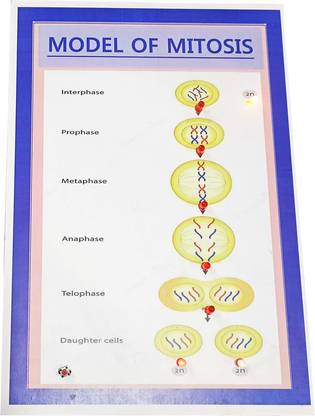 MELODY's Model of Mitosis Biology Working Science Project Model.