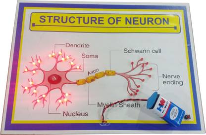 MELODY's Structure of Neuron Biology Working Project Running Light School Model 10 &12