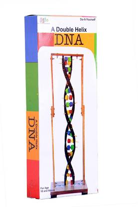 StepsToDo Double Helix DNA model making kit. Hands-on biology concepts learning kit