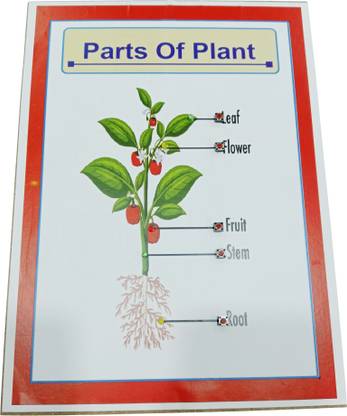 MELODY's Parts of Plant With LED Light Biology Working Science Project