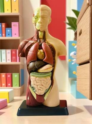 KlinKaara Brain Buzz Clear Human Body Structure Model - Skeleton Toys for 6+ Year Old